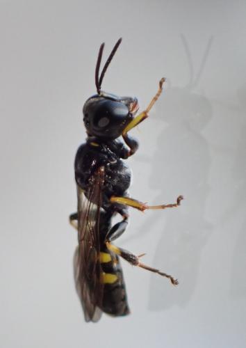 Crossocerus sp.